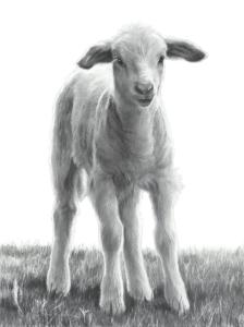 Spring Lamb by Mary Ross Buchholz