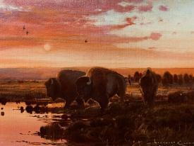 Buffalo Days by Nicholas Coleman
